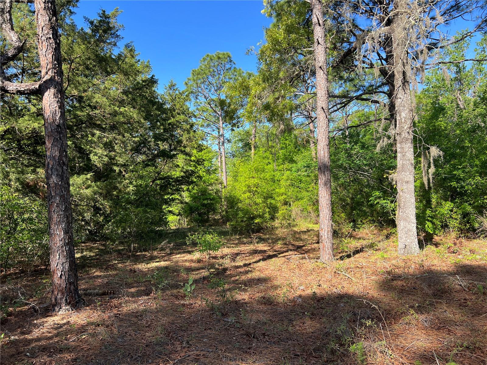 15475 SW 36TH ST, OCALA, FL, 34481