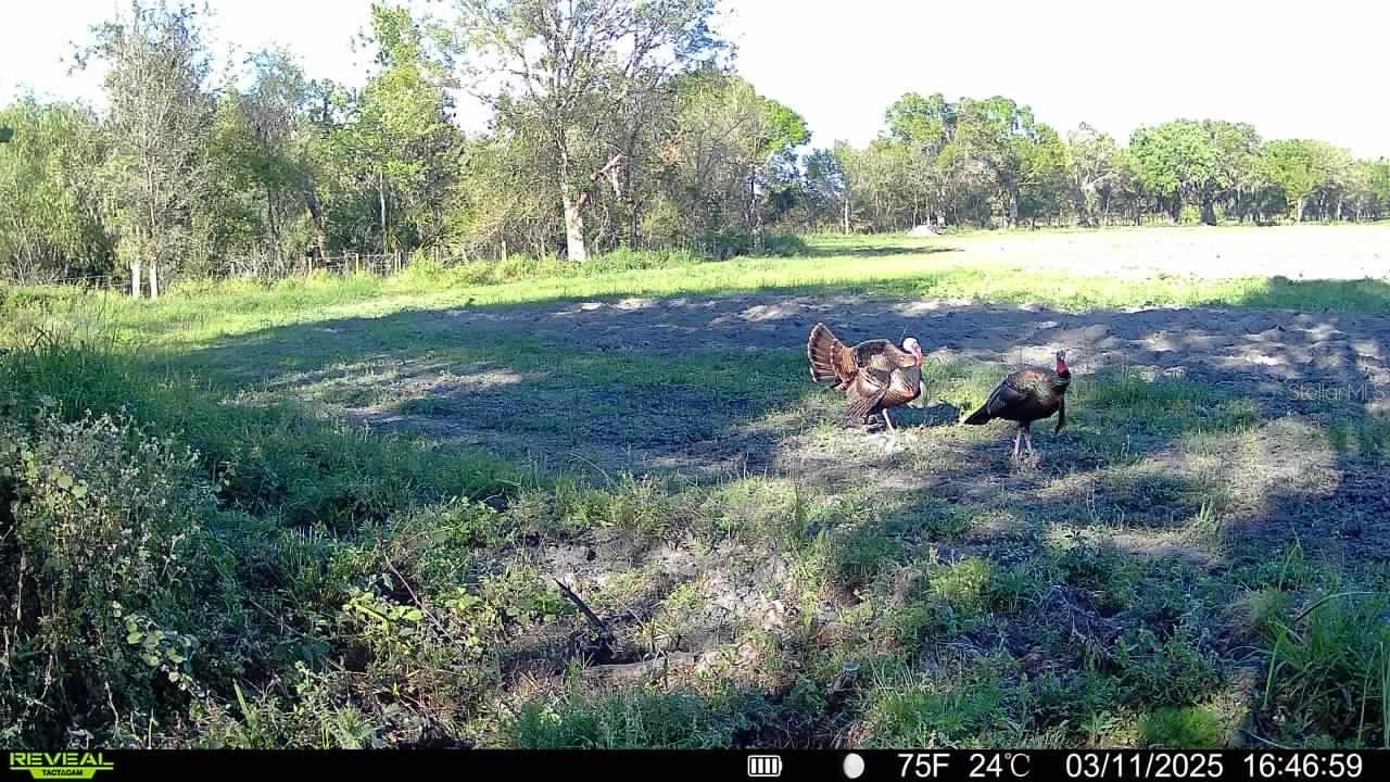 8348 S US HWY 17 HWY, ZOLFO SPRINGS, FL, 33890