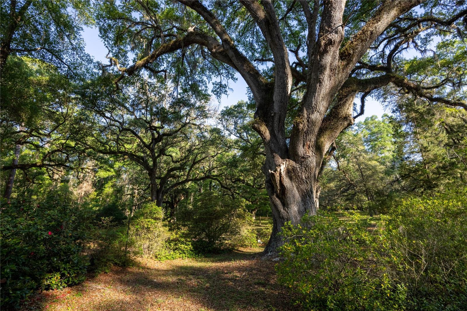 5505 SW 114TH PL, MICANOPY, FL, 32667