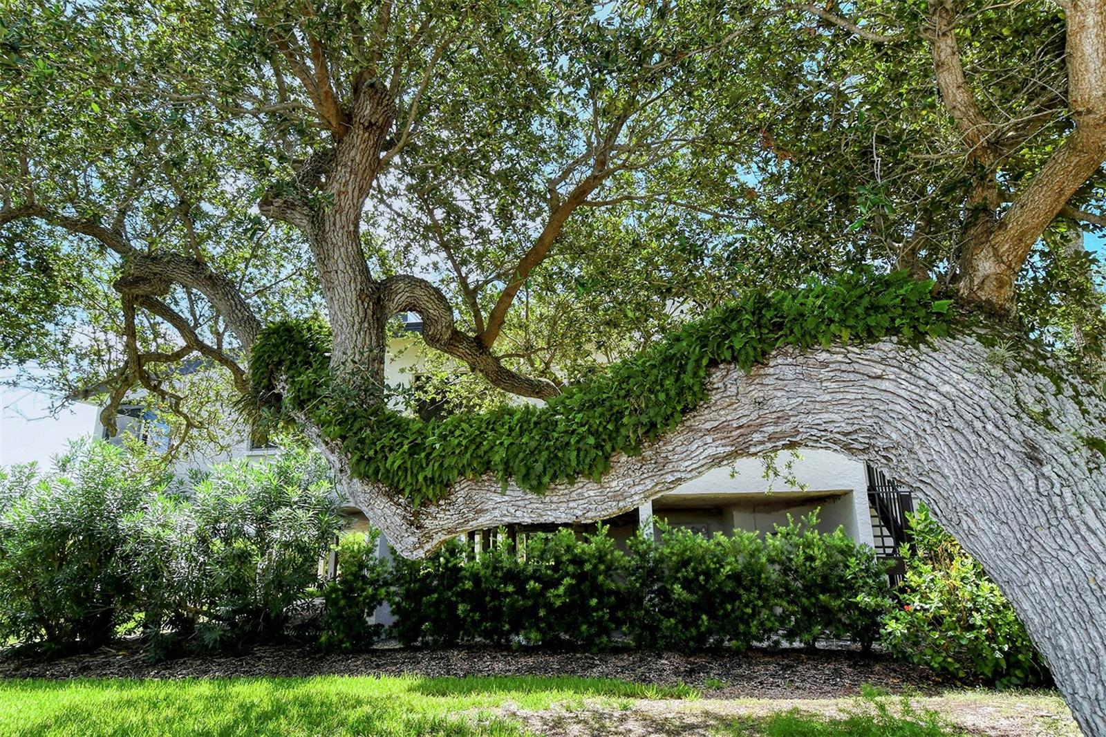 6267 MIDNIGHT PASS RD #306, SARASOTA, FL, 34242