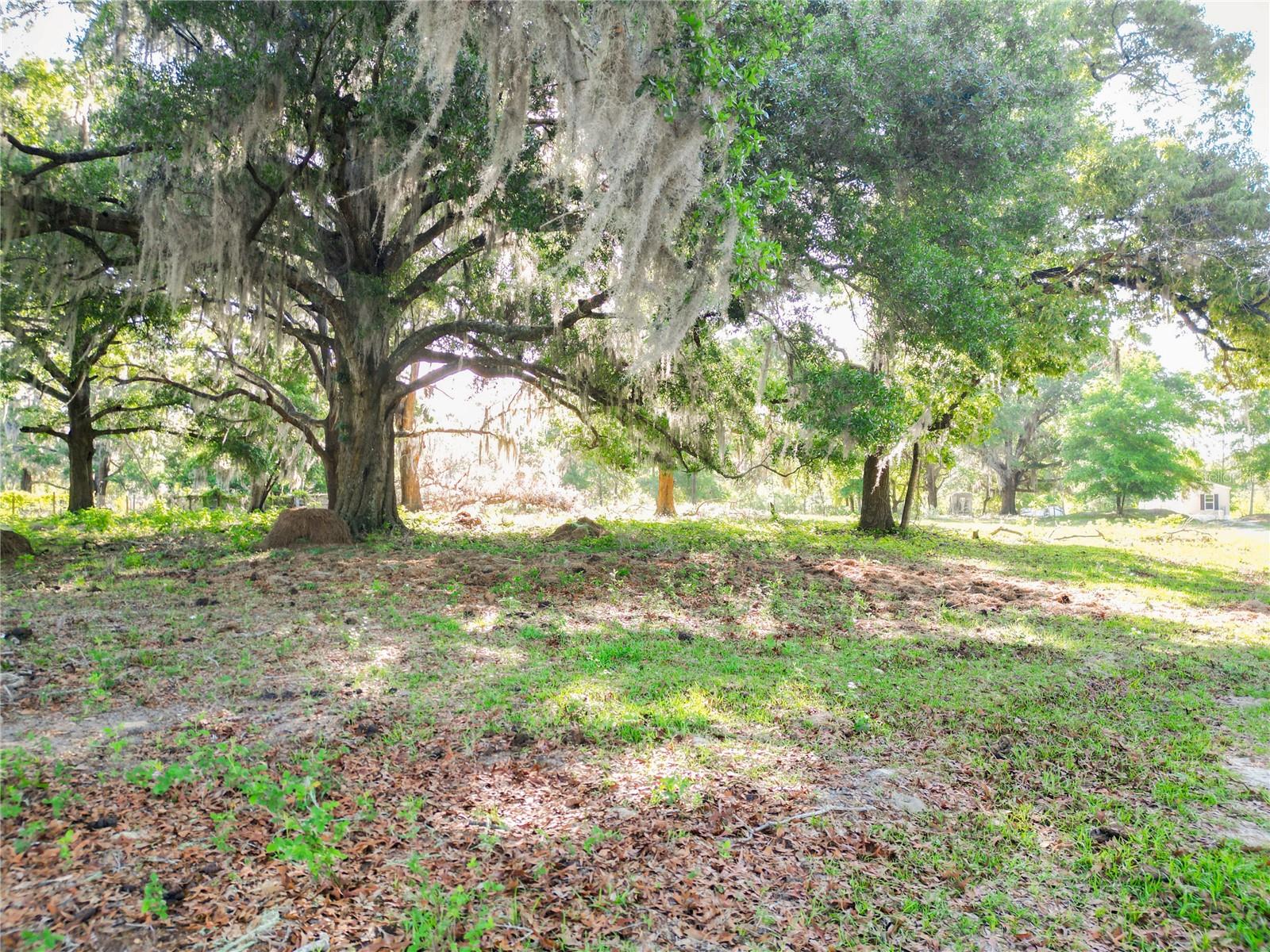 18540 NE 5TH TERRACE RD, CITRA, FL, 32113