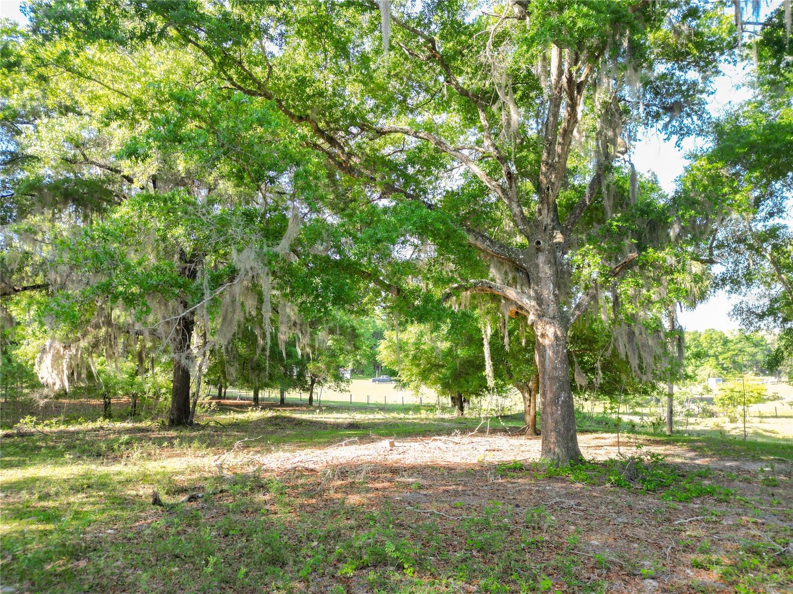 18540 NE 5TH TERRACE RD, CITRA, FL, 32113