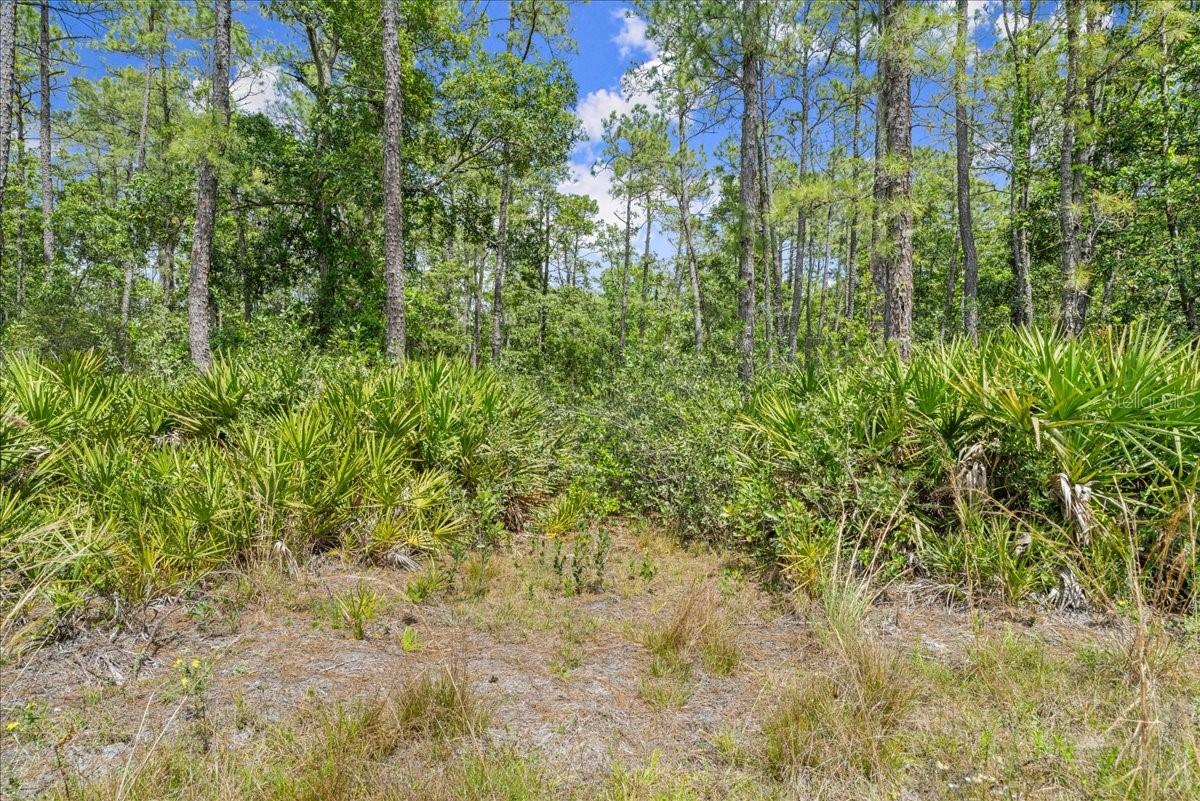 PONDEROSA AVE, DELAND, FL, 32720