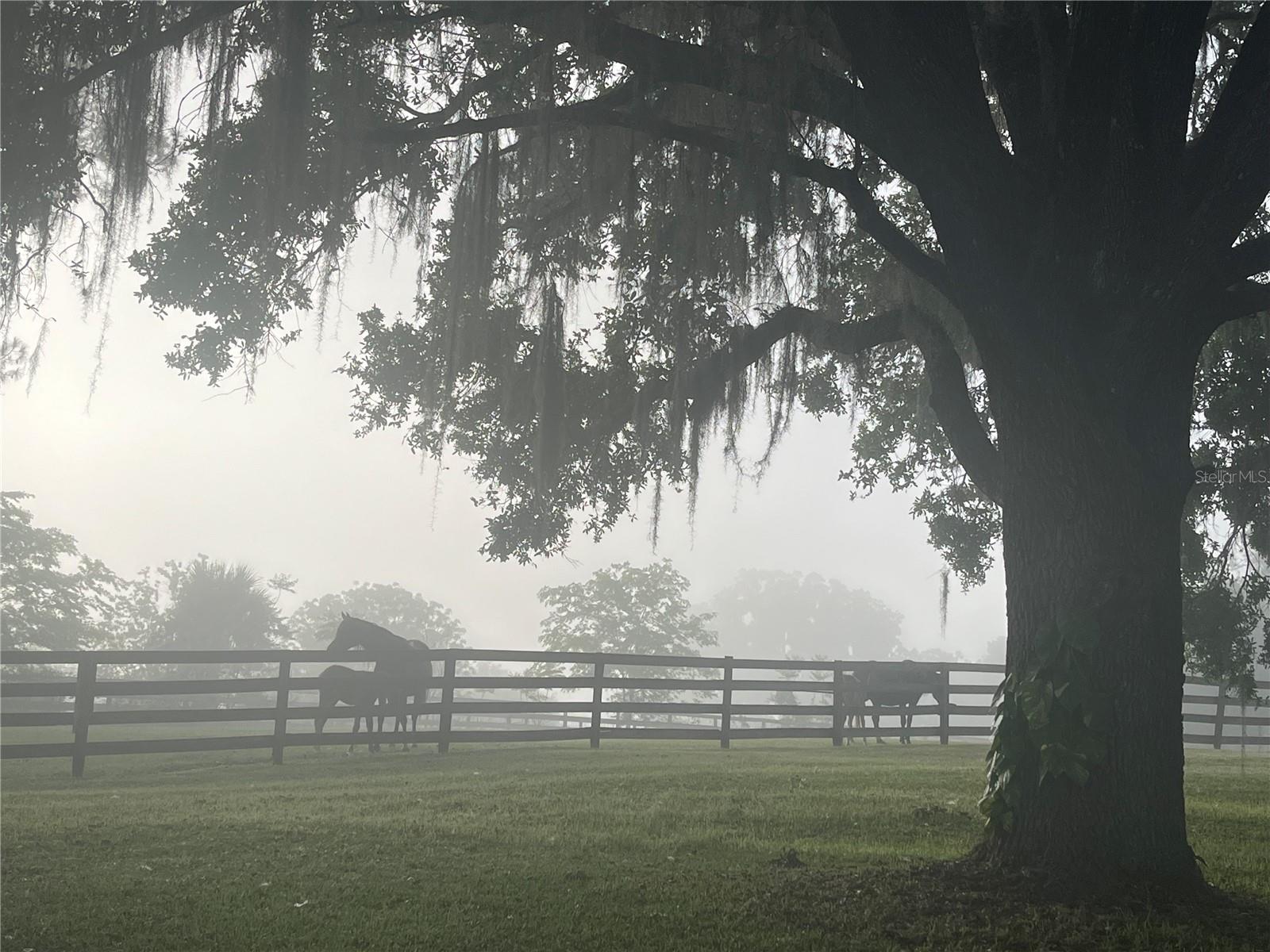 8001 SE 7TH AVENUE RD, OCALA, FL, 34480