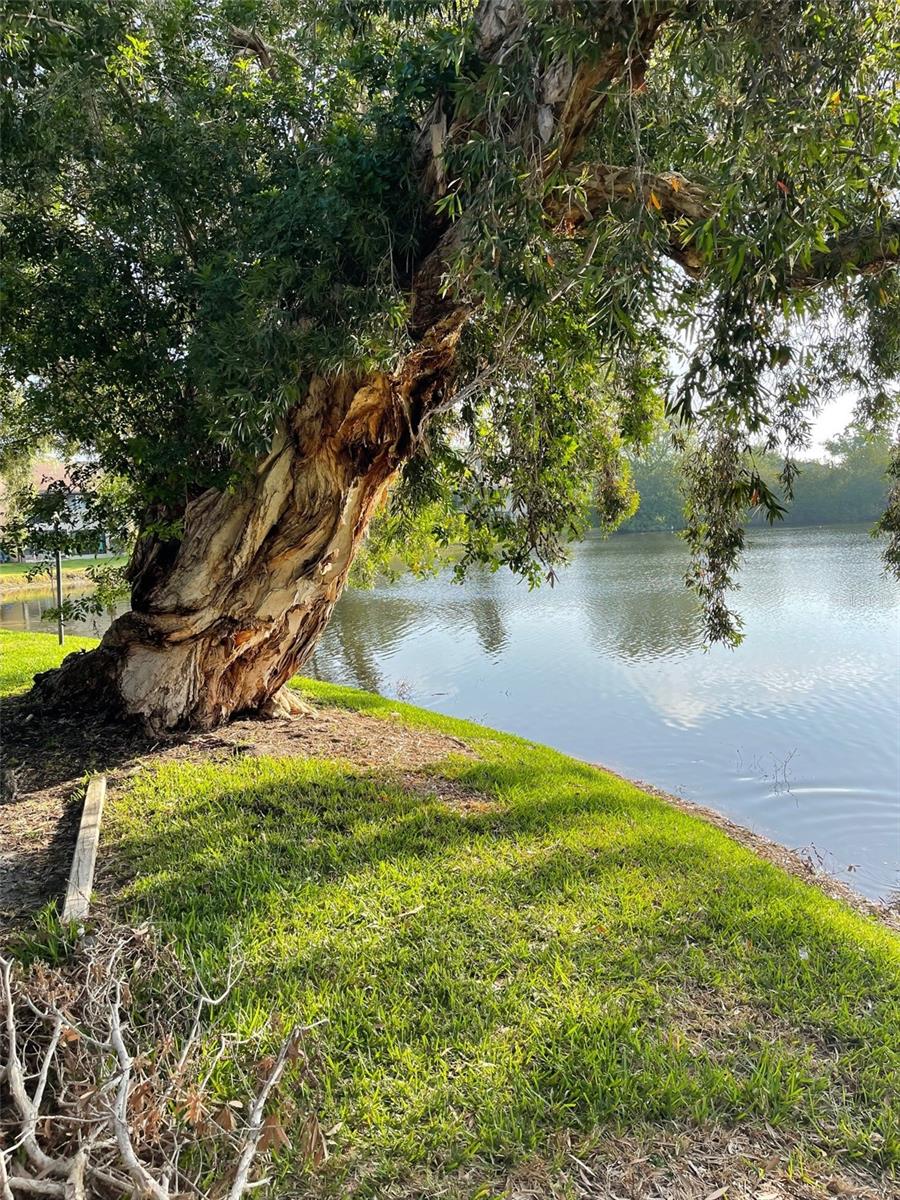 782 VILLAGE LAKE TER N #102, ST PETERSBURG, FL, 33716