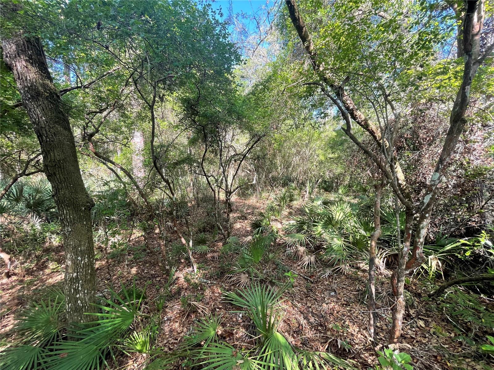 6450 KARWICH AVE, WEBSTER, FL, 33597