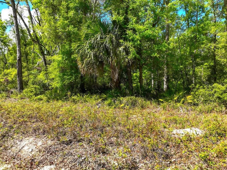 NE 230TH AVE, OLD TOWN, FL, 32680