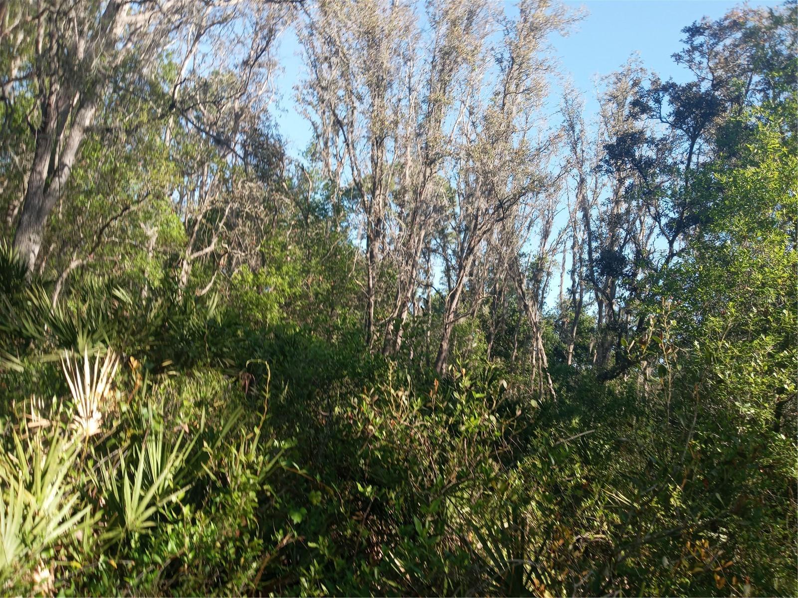 MECCA ROCK RD, WEBSTER, FL, 33597