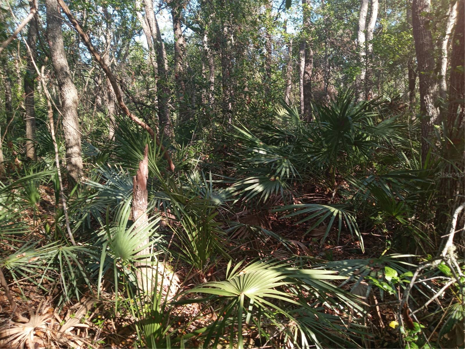 MECCA ROCK RD, WEBSTER, FL, 33597