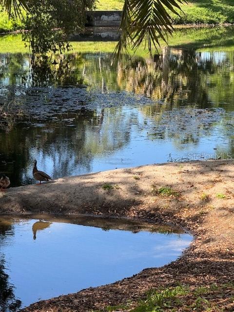 3038 EASTLAND BLVD #F308, CLEARWATER, FL, 33761