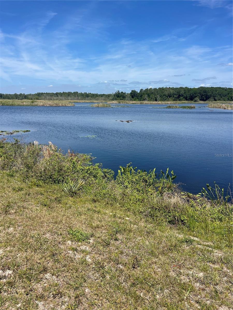 10955 SE TIMUCUAN RD, SUMMERFIELD, FL, 34491