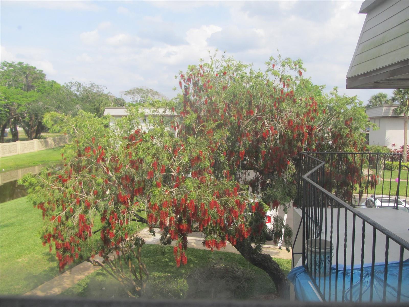 78 WINDTREE LN #202, WINTER GARDEN, FL, 34787