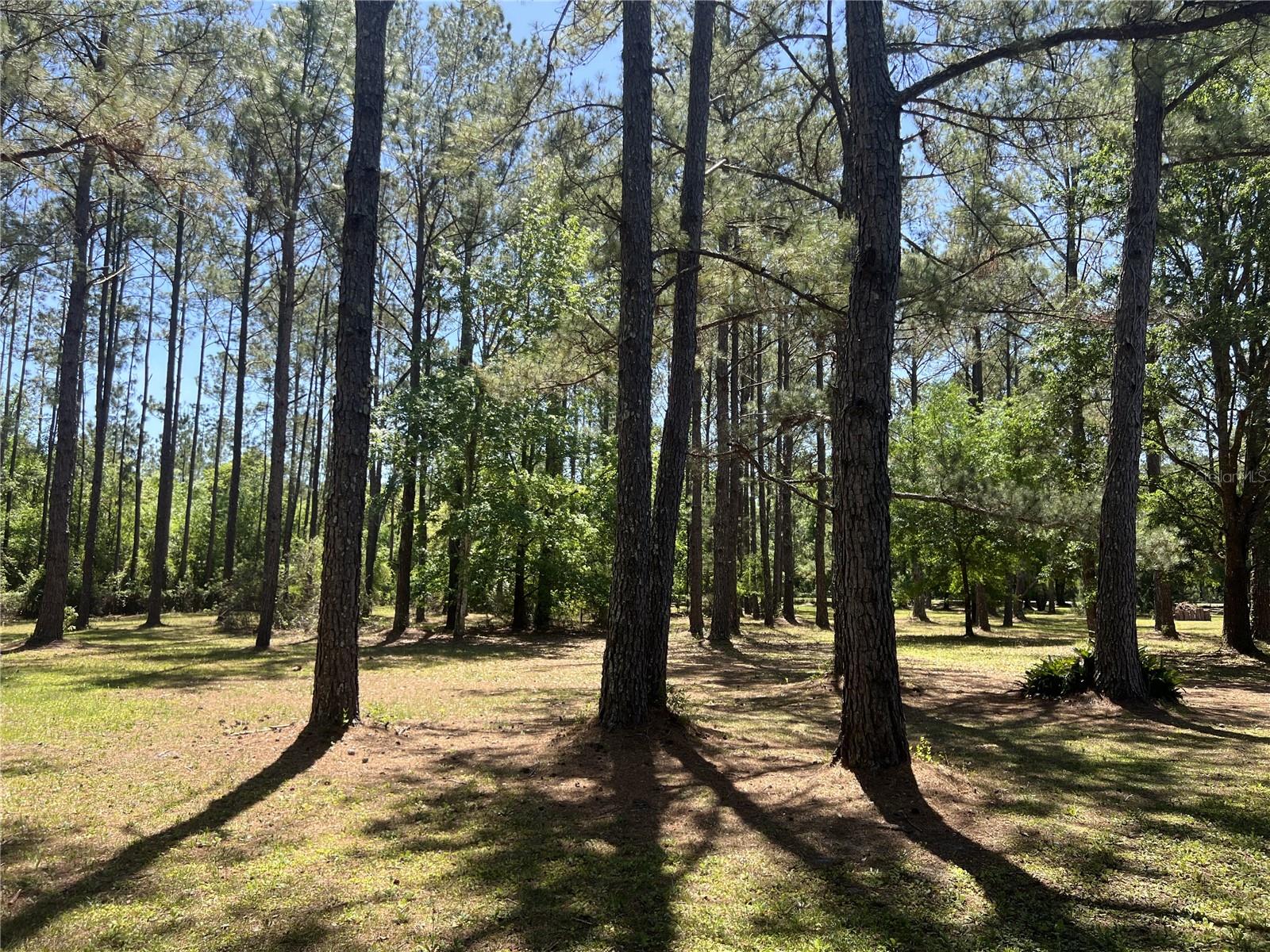 28019 JOHNSTON RD, DADE CITY, FL, 33523