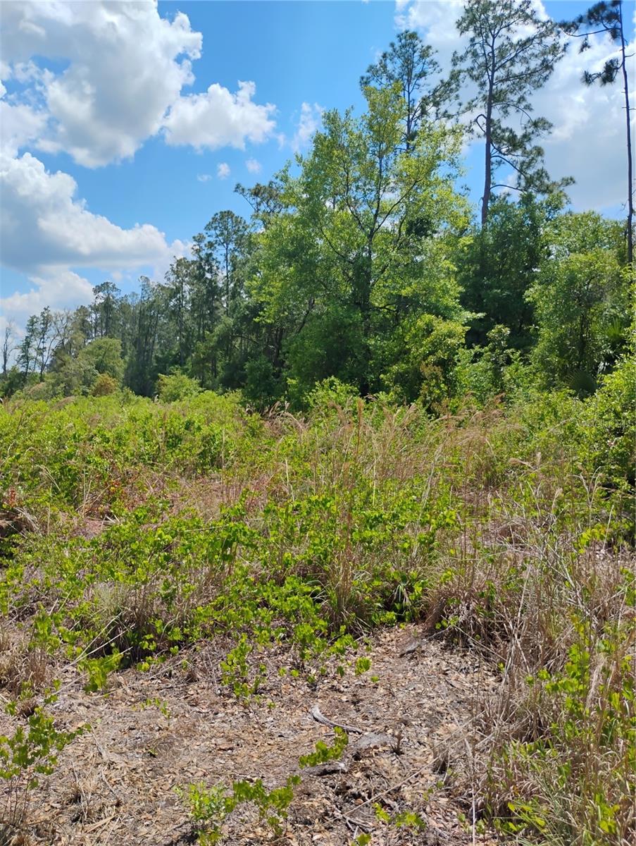 TBD SE 121ST TER, MORRISTON, FL, 32668