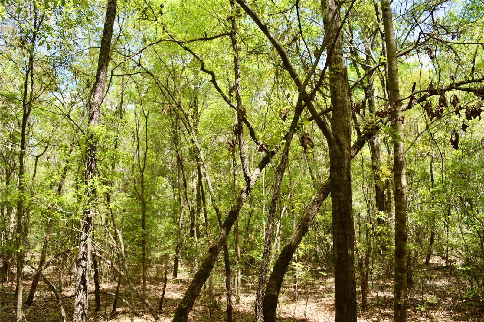 SW COUNTY ROAD 138, FORT WHITE, FL, 32038