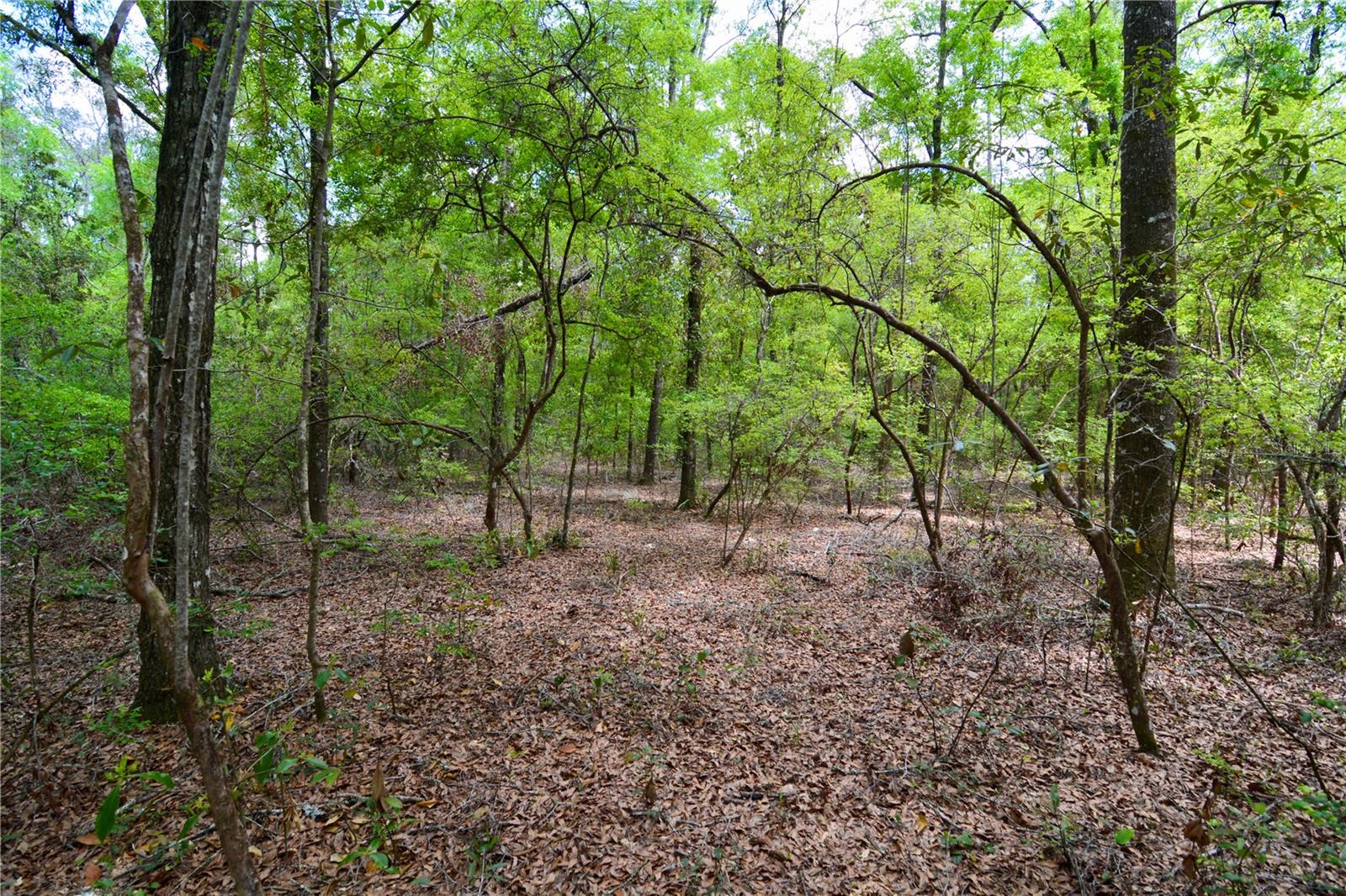SW COUNTY ROAD 138, FORT WHITE, FL, 32038