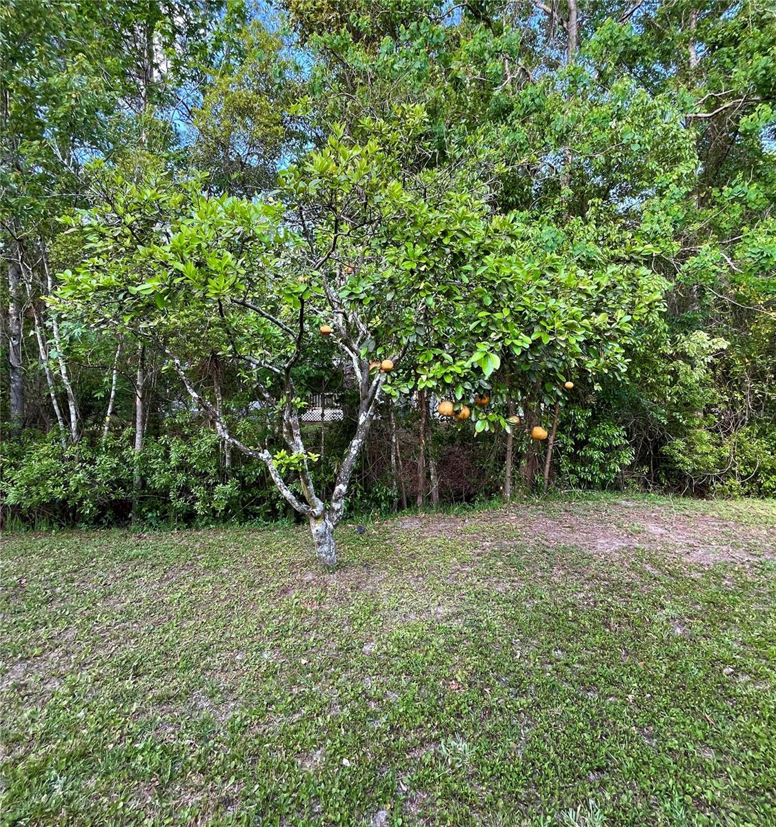 115 COVE RD, SATSUMA, FL, 32189
