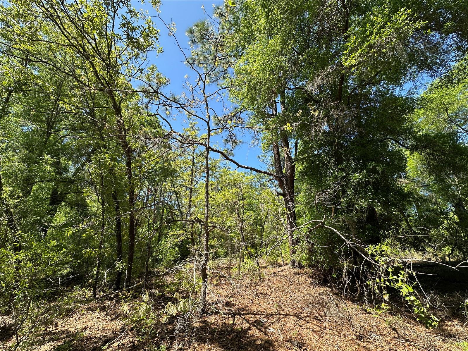 TBD NE BOROS DR & 11TH PL, WILLISTON, FL, 32696