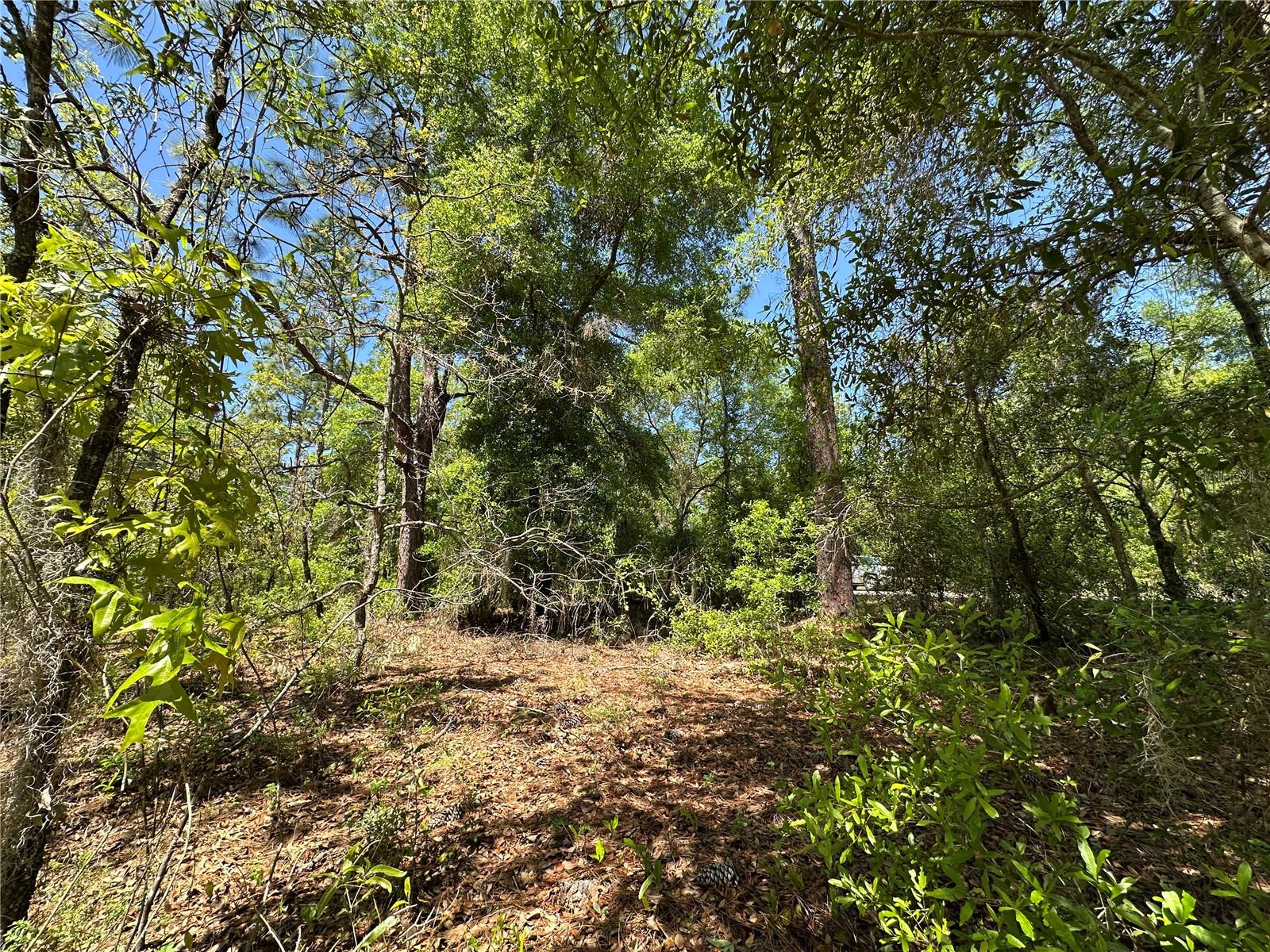 TBD NE BOROS DR & 11TH PL, WILLISTON, FL, 32696