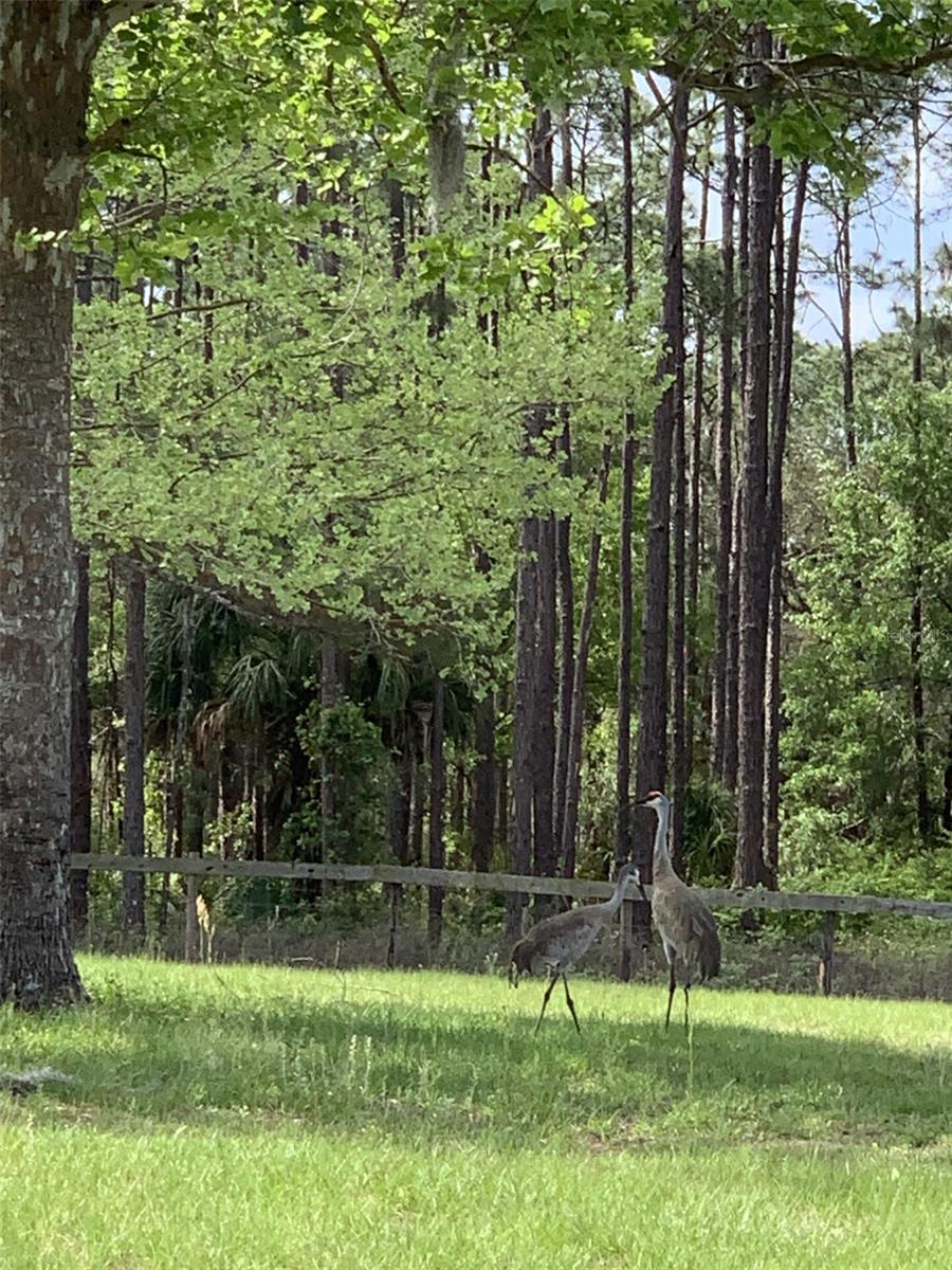 13590 SE 127TH PL, DUNNELLON, FL, 34431