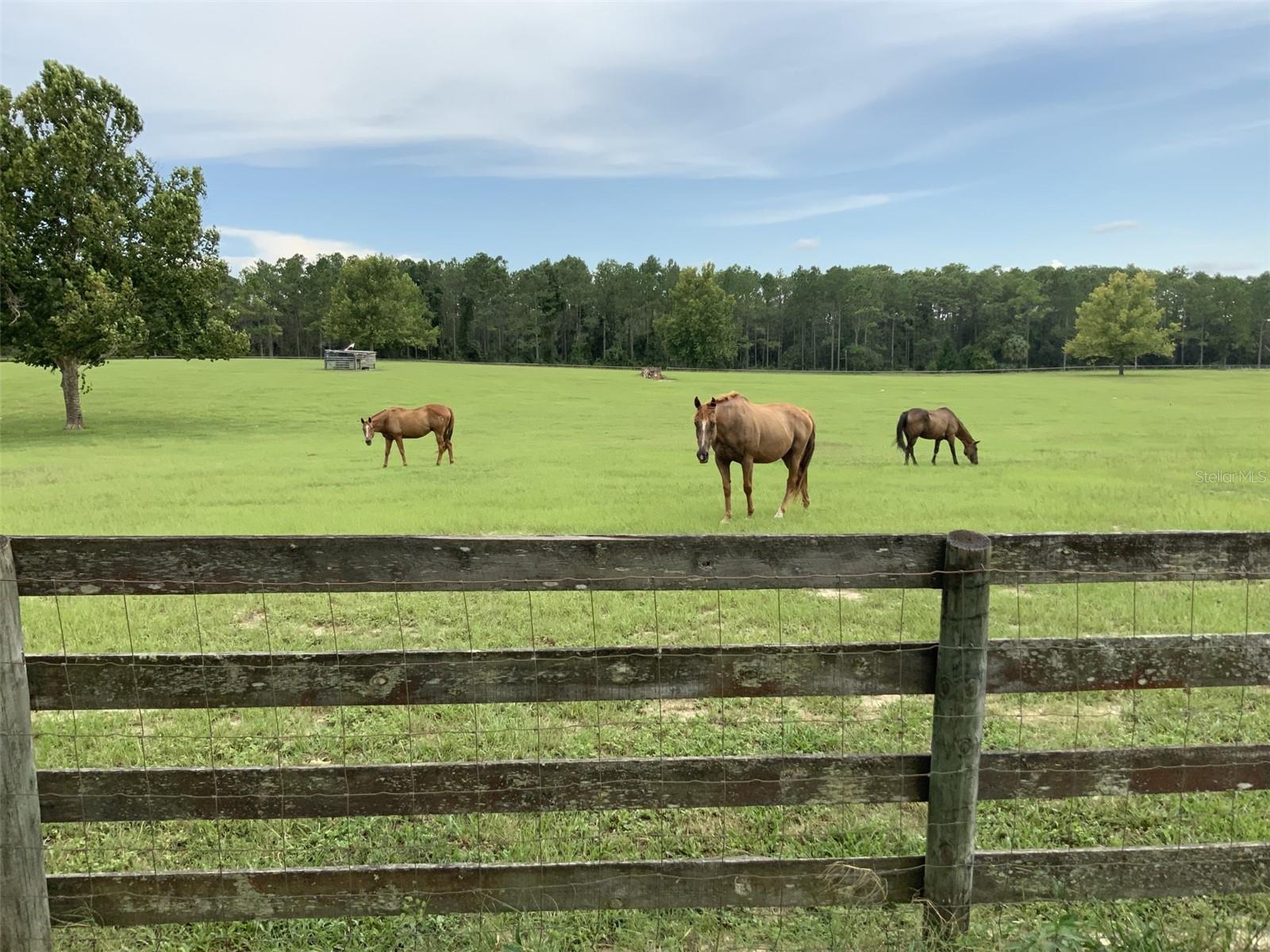 13590 SE 127TH PL, DUNNELLON, FL, 34431
