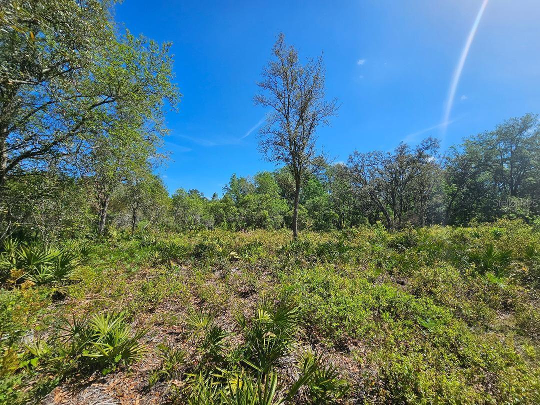 8130 SHELLSTREAM DR, WEBSTER, FL, 33597
