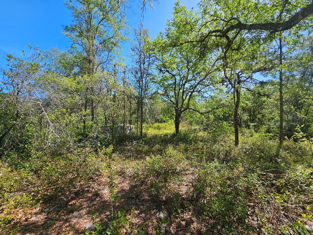 8130 SHELLSTREAM DR, WEBSTER, FL, 33597