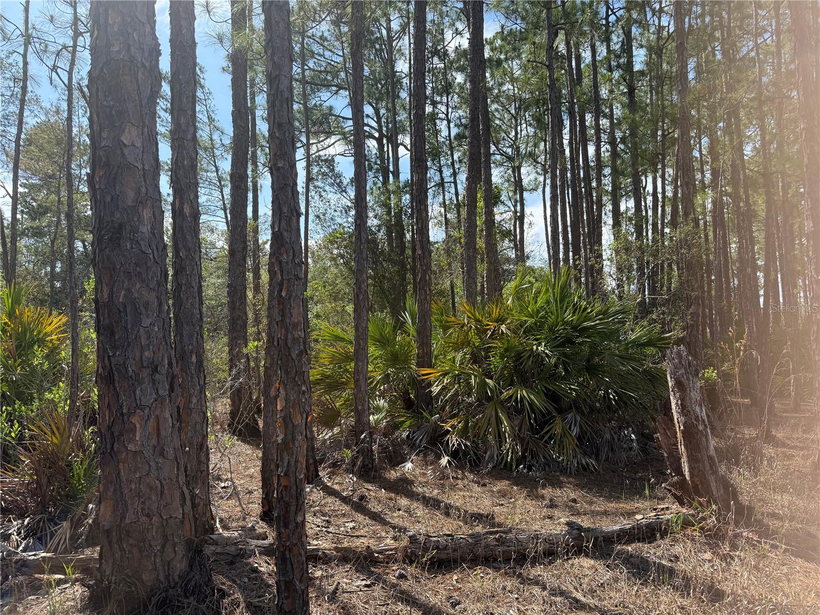 ASPEN ST, EUSTIS, FL, 32736