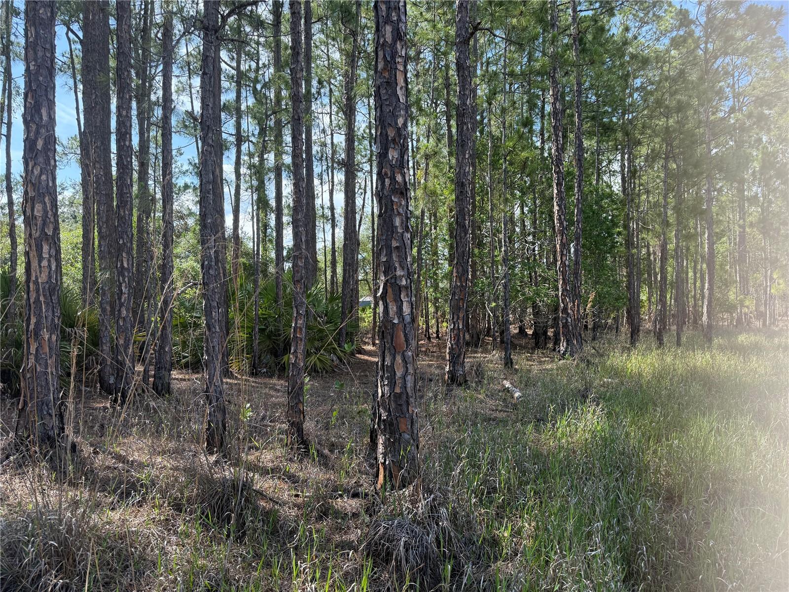 ASPEN ST, EUSTIS, FL, 32736