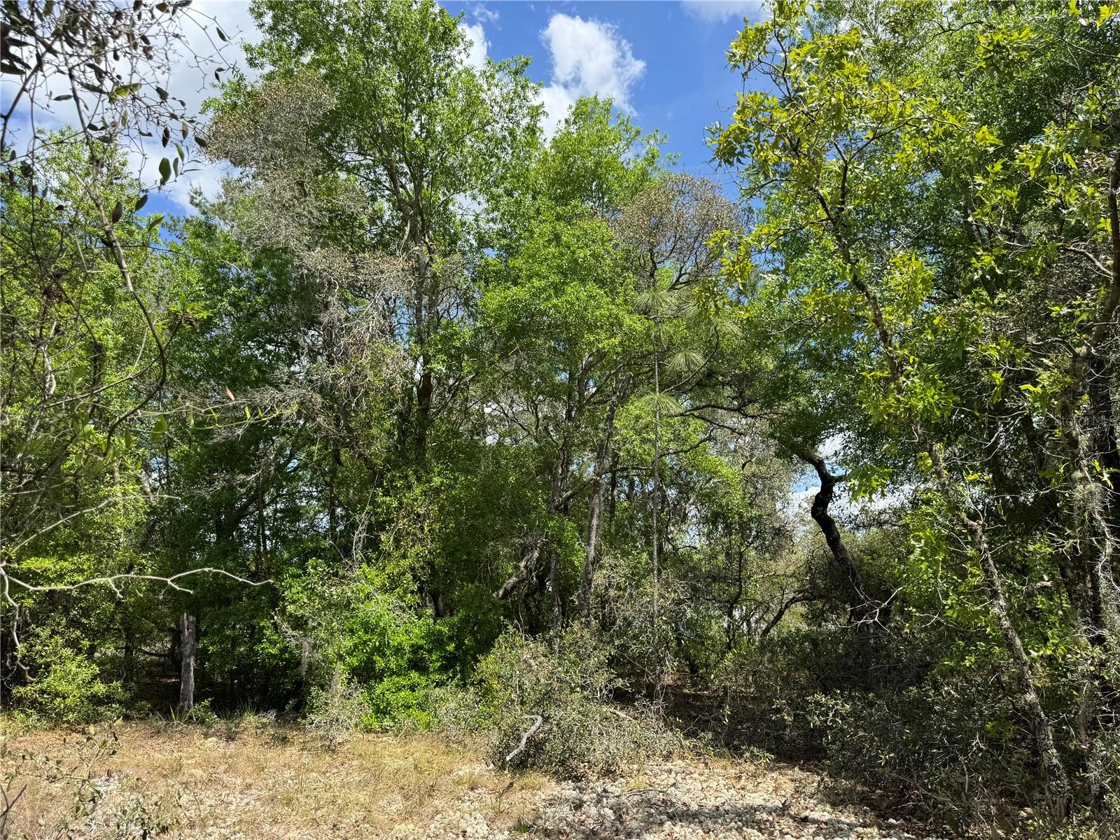TBD SW BIG BEAR RDG, DUNNELLON, FL, 34431