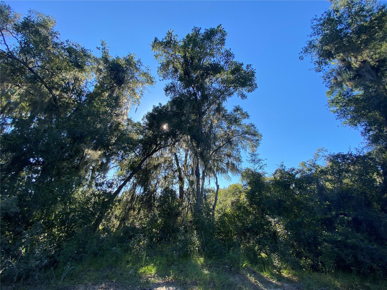 8701 S FRUITION AVE, FLORAL CITY, FL, 34436