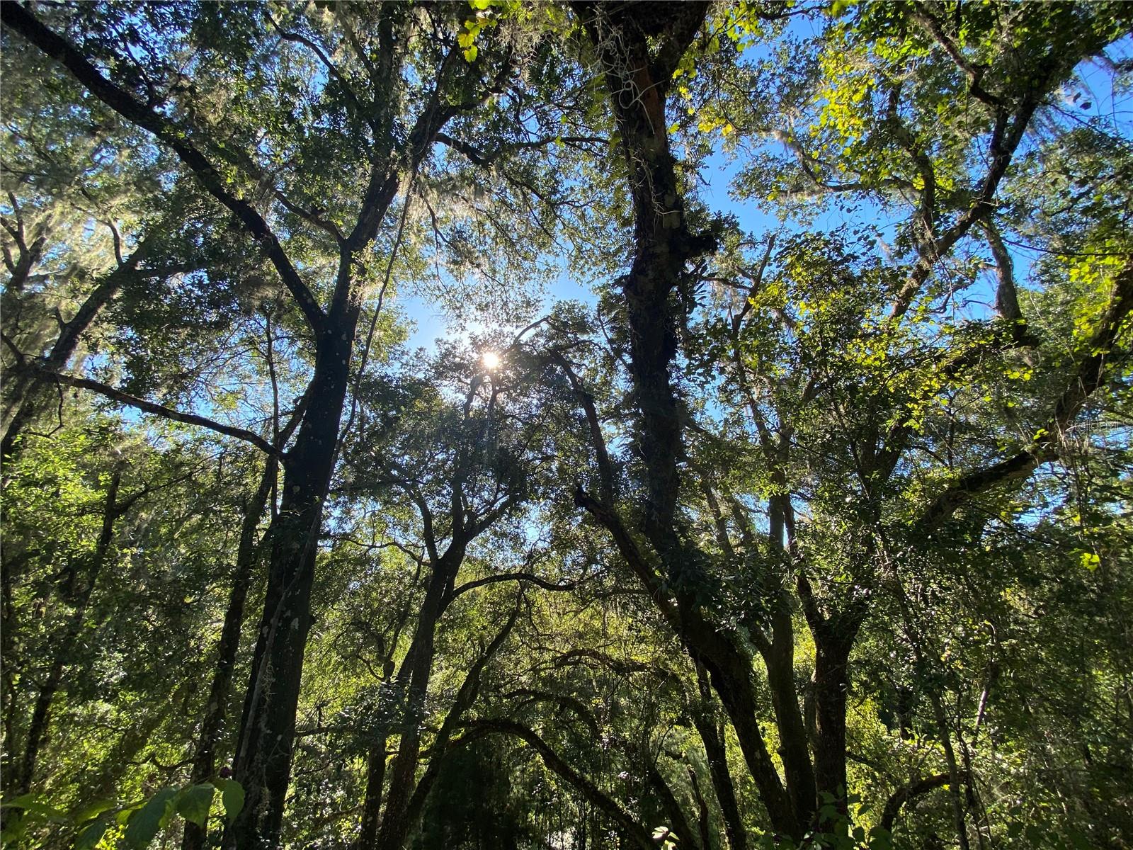 8701 S FRUITION AVE, FLORAL CITY, FL, 34436