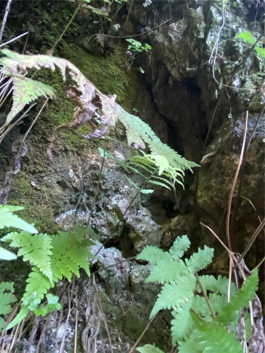 8701 S FRUITION AVE, FLORAL CITY, FL, 34436