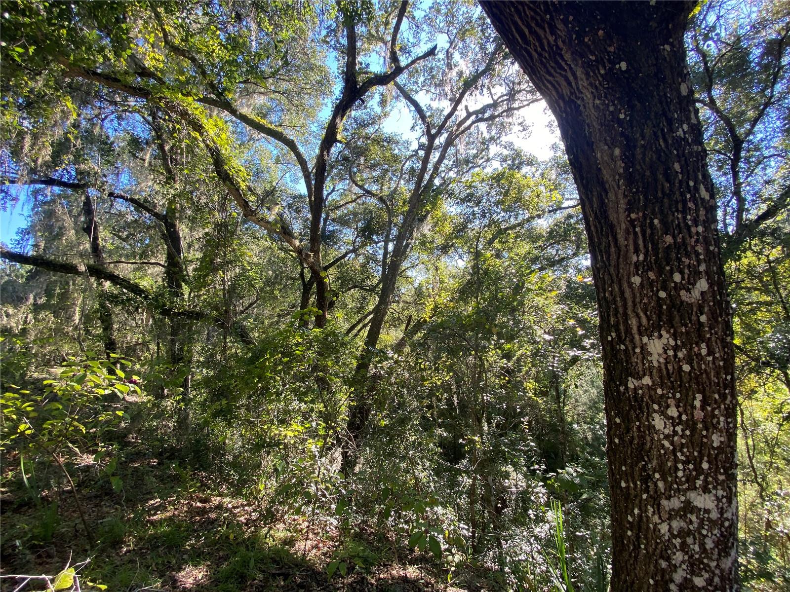 8701 S FRUITION AVE, FLORAL CITY, FL, 34436