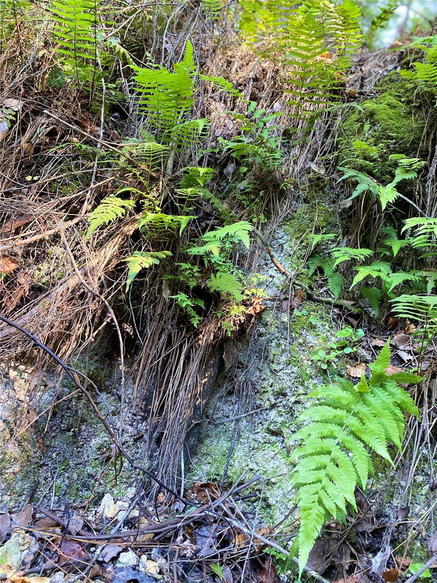 8701 S FRUITION AVE, FLORAL CITY, FL, 34436