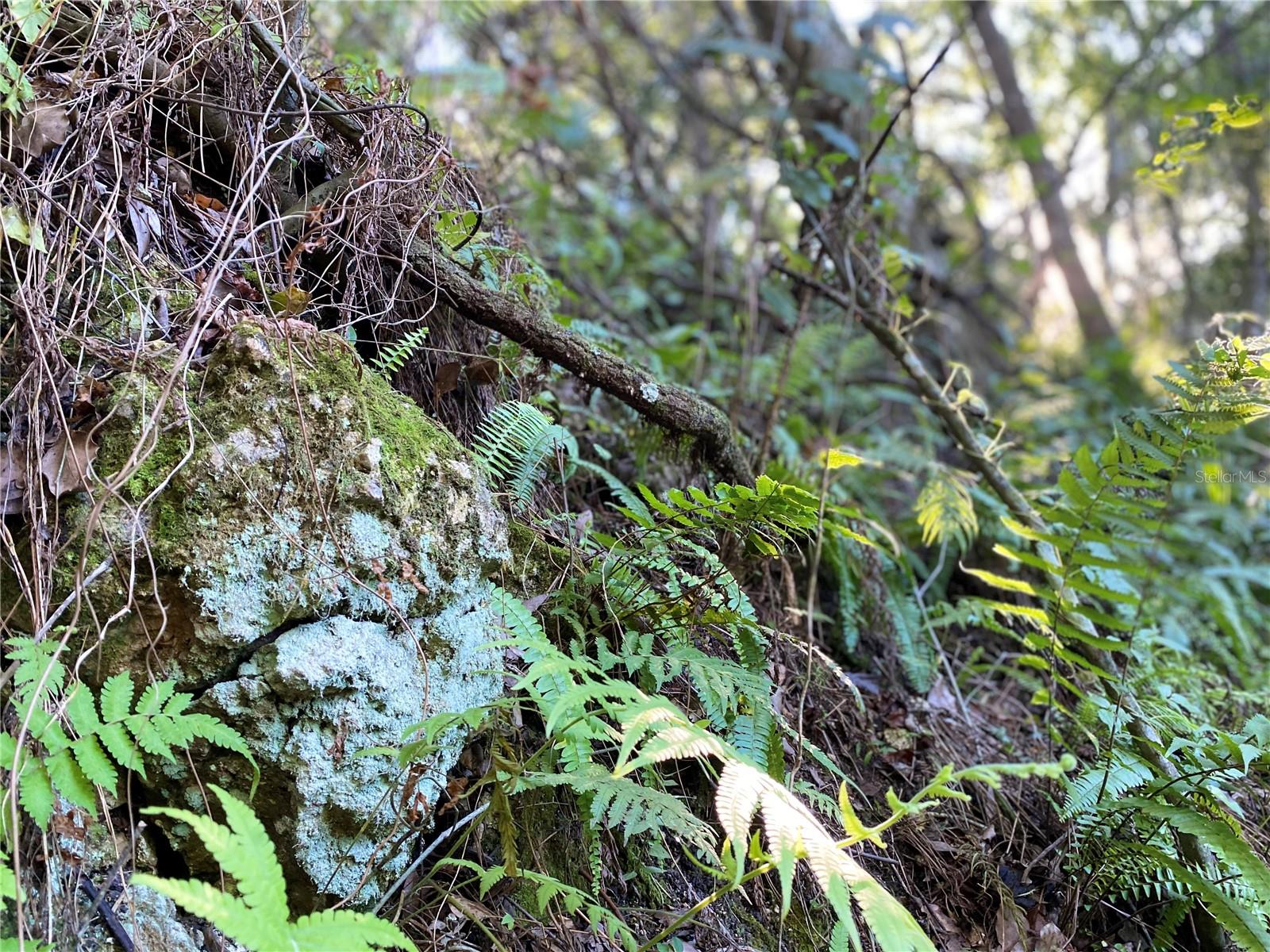 8701 S FRUITION AVE, FLORAL CITY, FL, 34436