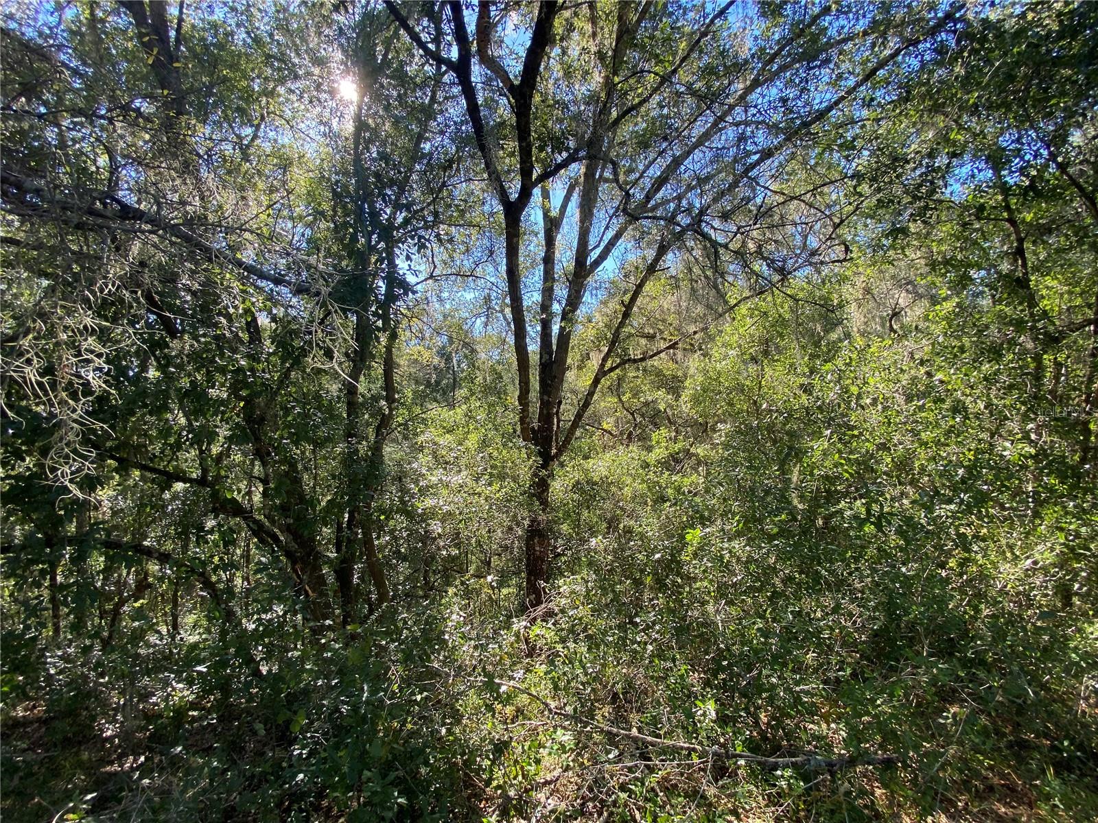 8701 S FRUITION AVE, FLORAL CITY, FL, 34436