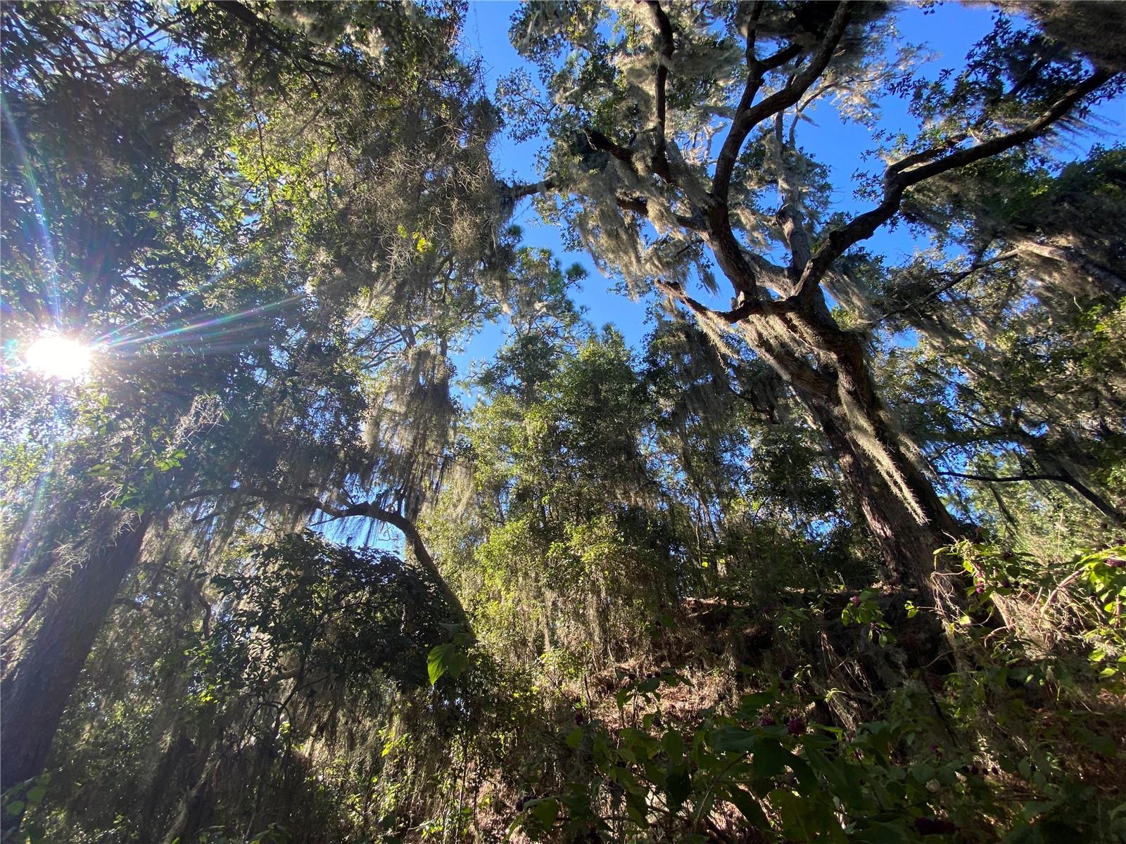 8701 S FRUITION AVE, FLORAL CITY, FL, 34436