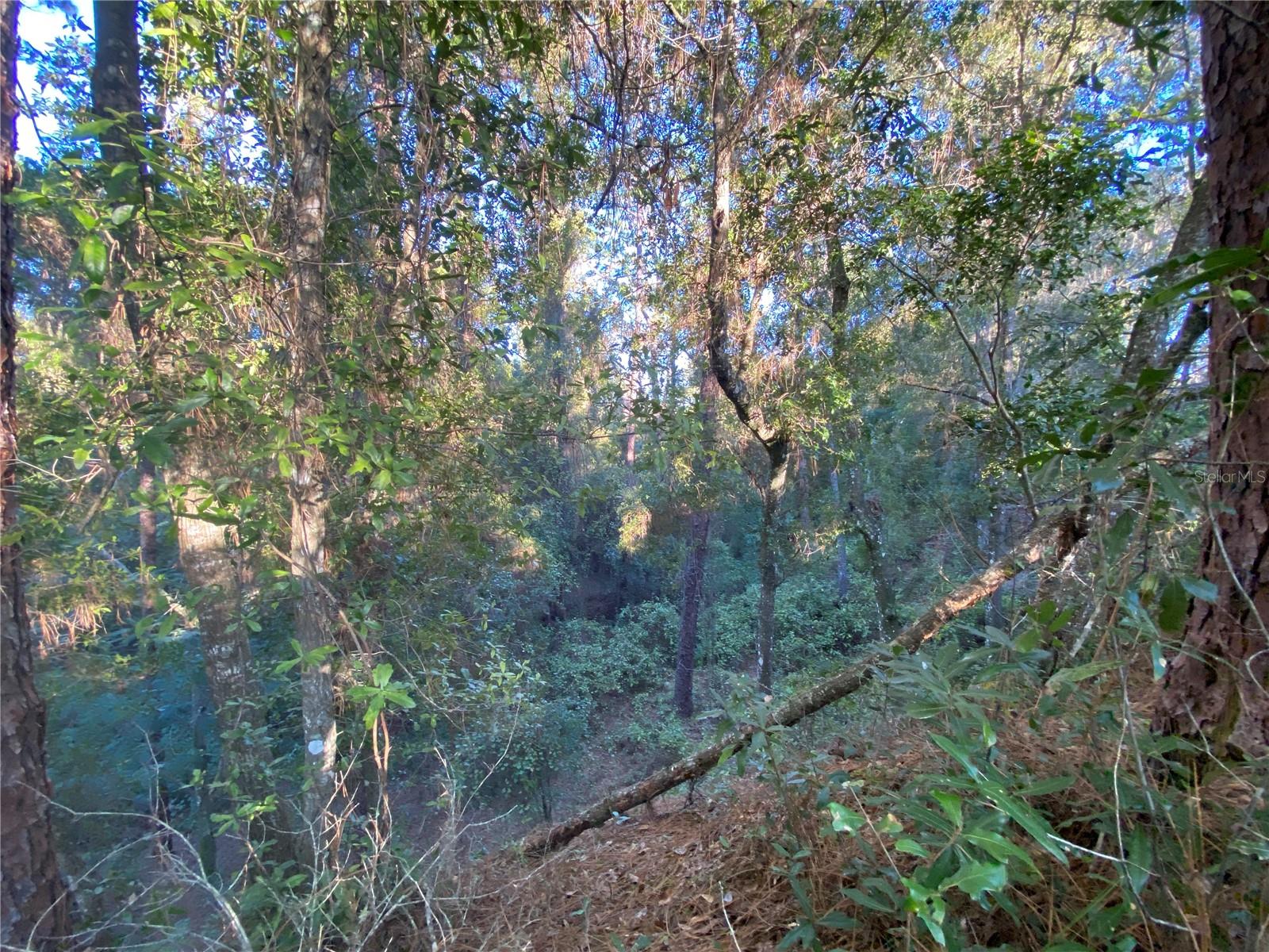 8701 S FRUITION AVE, FLORAL CITY, FL, 34436