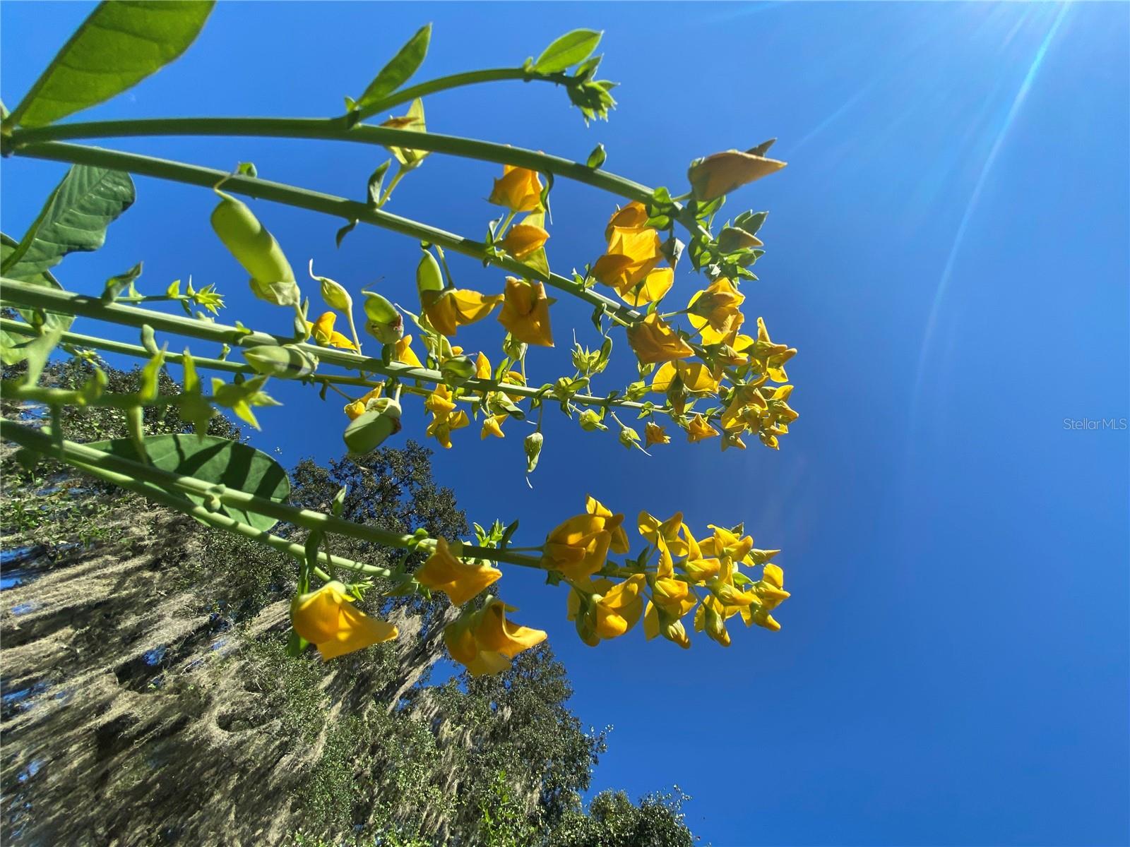 8701 S FRUITION AVE, FLORAL CITY, FL, 34436