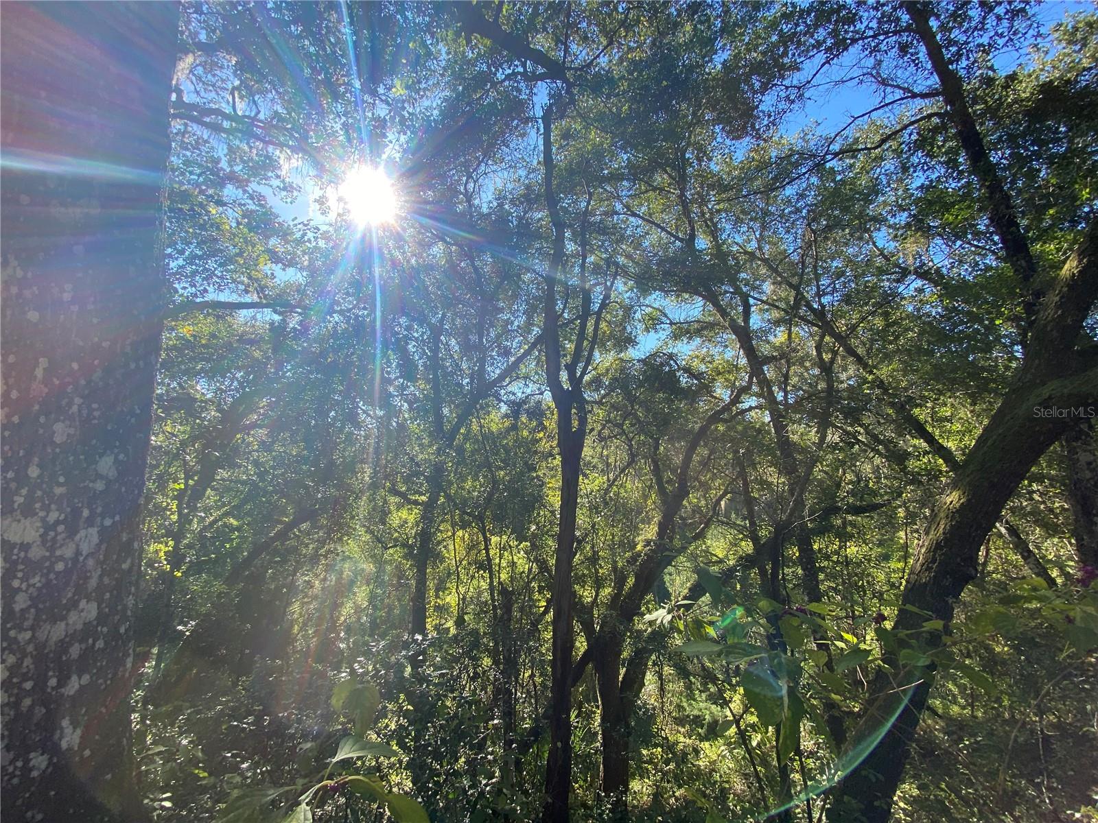 8701 S FRUITION AVE, FLORAL CITY, FL, 34436