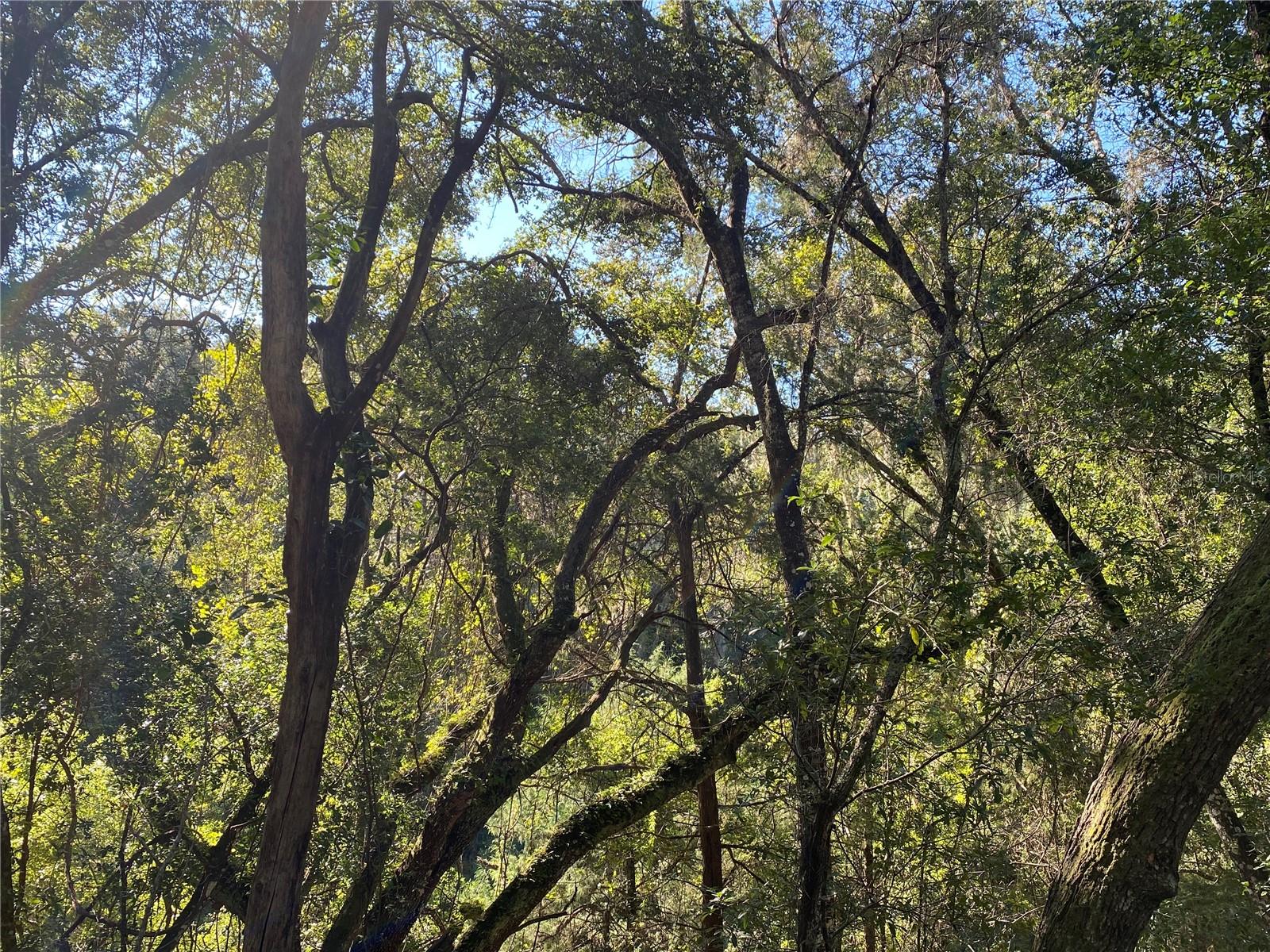 8701 S FRUITION AVE, FLORAL CITY, FL, 34436