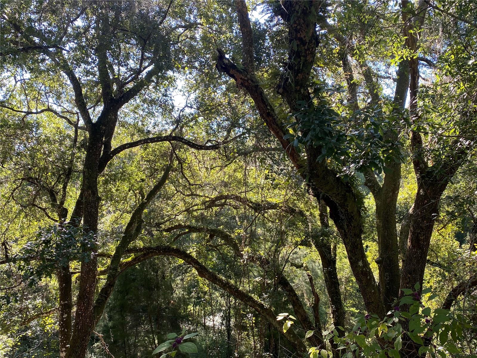 8701 S FRUITION AVE, FLORAL CITY, FL, 34436