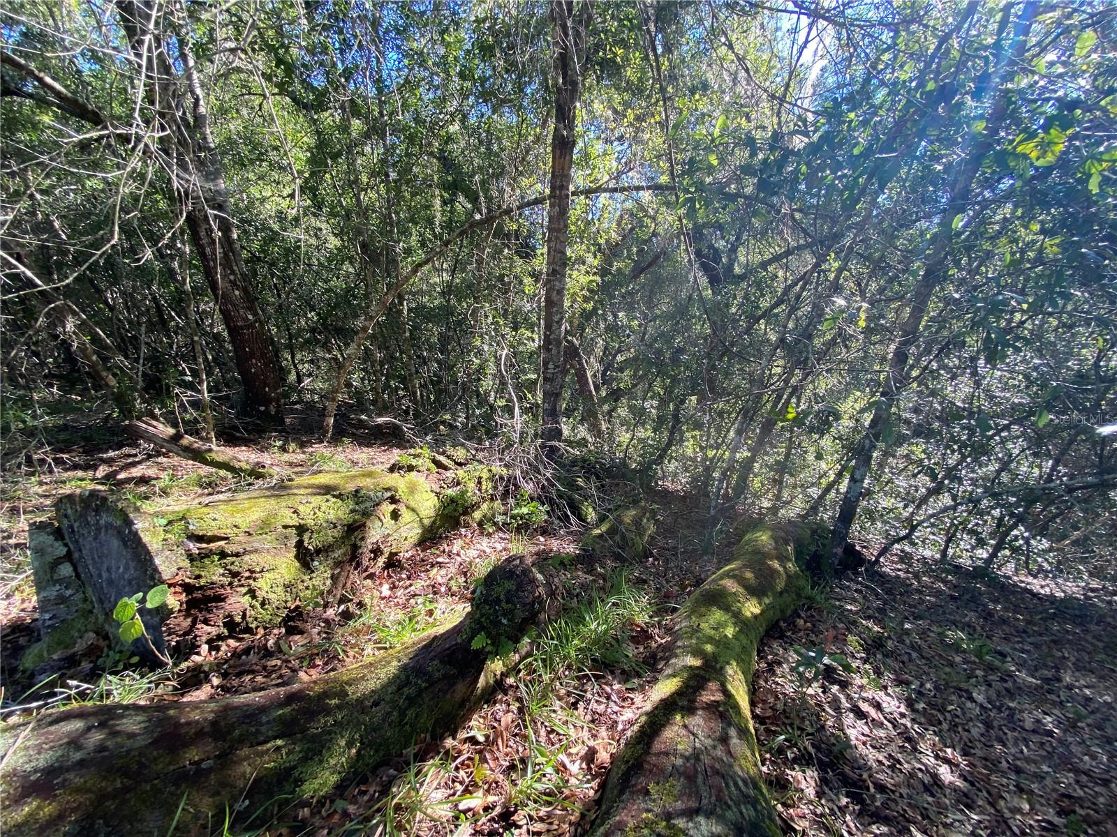 8701 S FRUITION AVE, FLORAL CITY, FL, 34436