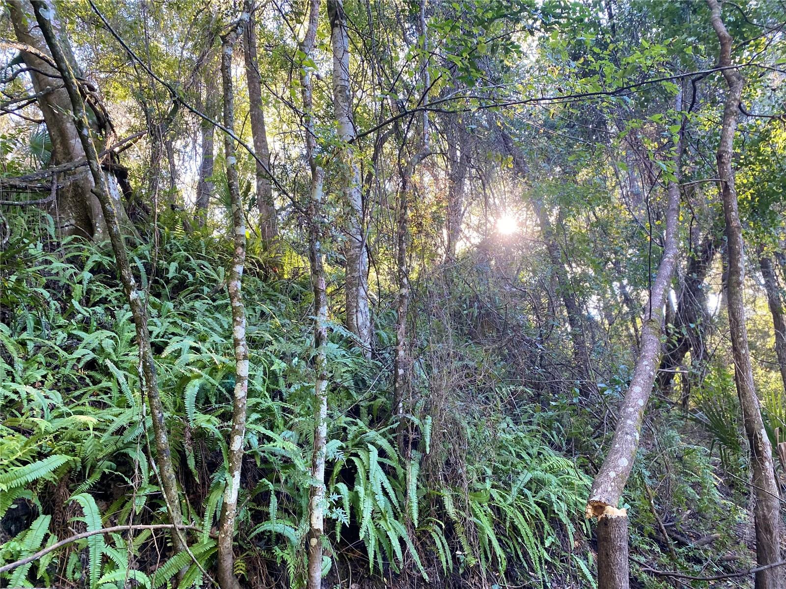 8701 S FRUITION AVE, FLORAL CITY, FL, 34436