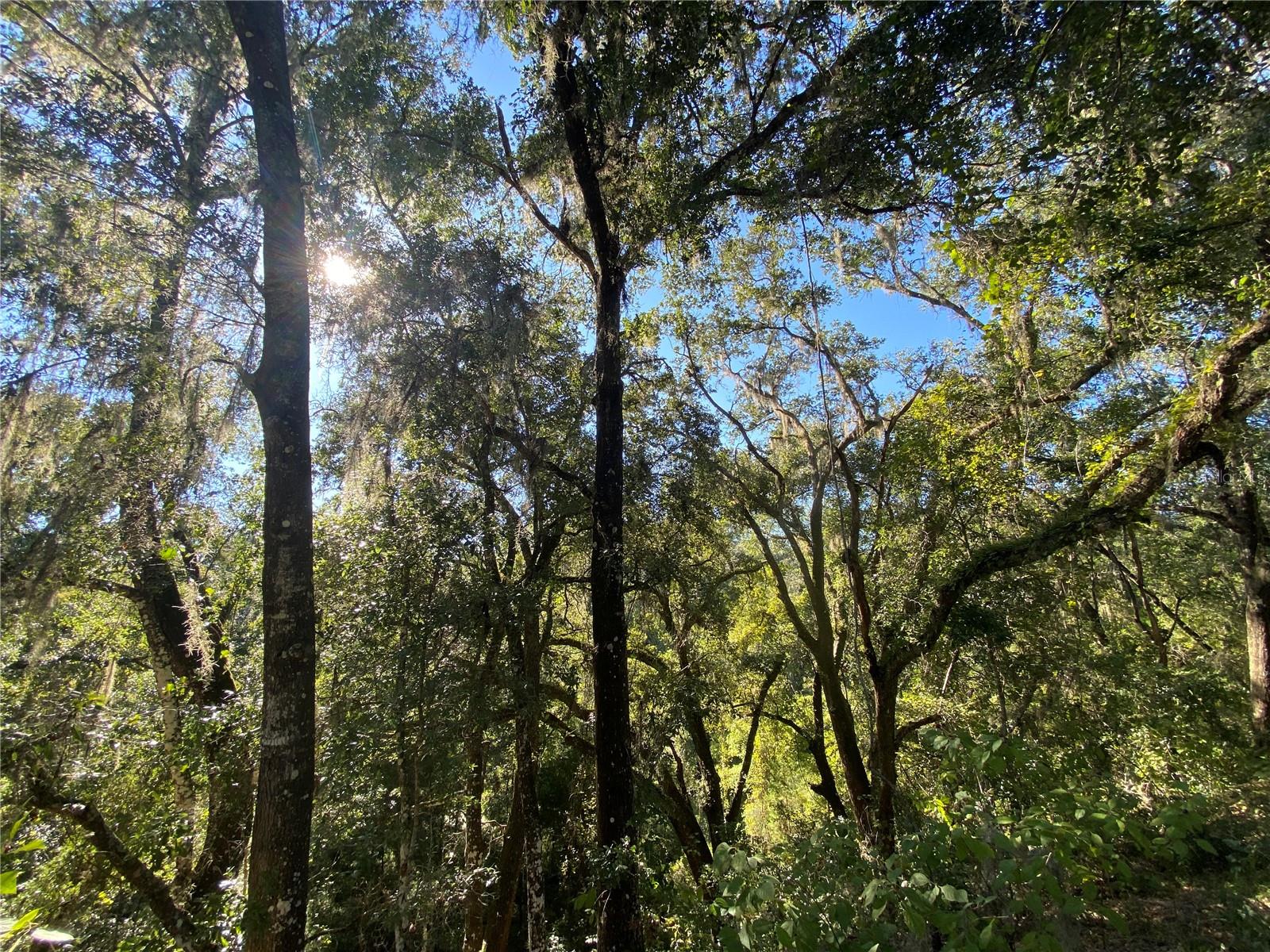 8701 S FRUITION AVE, FLORAL CITY, FL, 34436