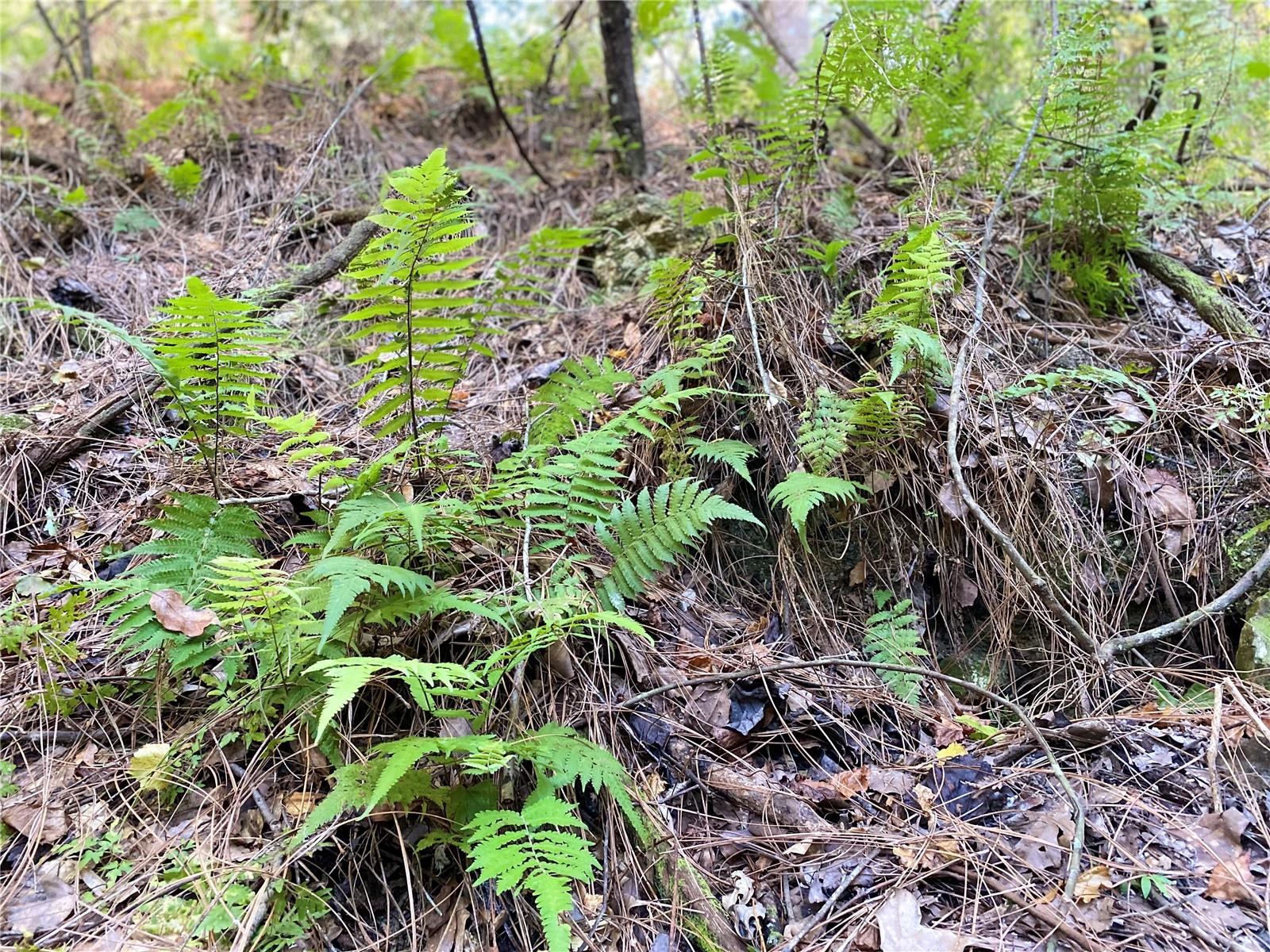 8701 S FRUITION AVE, FLORAL CITY, FL, 34436