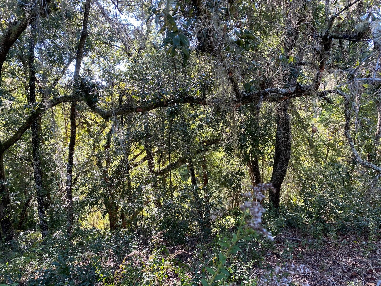 8701 S FRUITION AVE, FLORAL CITY, FL, 34436