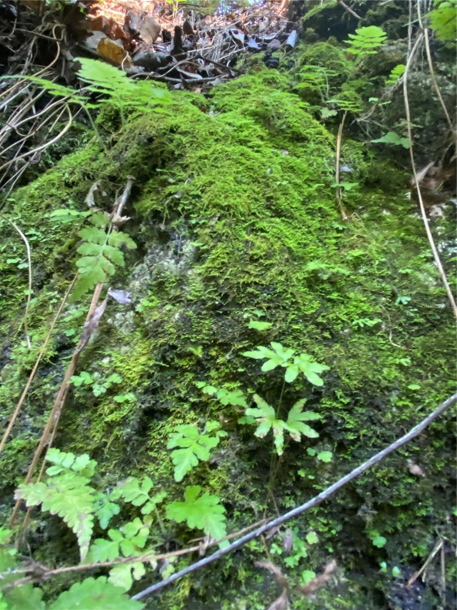 7373 E SAVANNAH CT, FLORAL CITY, FL, 34436