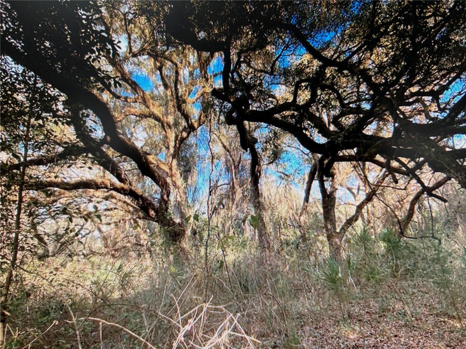 7373 E SAVANNAH CT, FLORAL CITY, FL, 34436